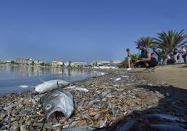 Peces muertos en la orilla de la playa de Villananitos (San Pedro) durante la anoxia de 2019 en el Mar Menor.