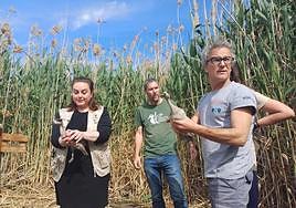 Presuelta de 12 ejemplares de cerceta pardilla.