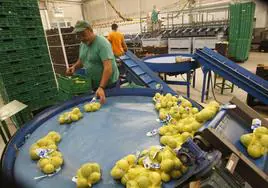 Un trabajador en una planta de envasado de limones, en una imagen de archivo.