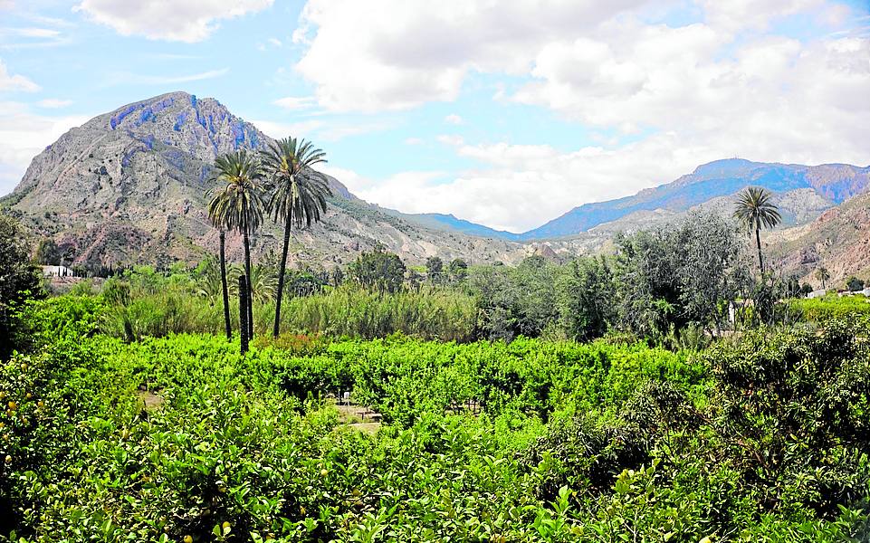 Imagen principal - En la parte superior: Protagonista esencial. El paisaje del Valle de Ricote, con sus palmerales y sus palmeras descabezadas por el picudo es parte esencial de 'Meta Morfosis'. Foto: Kinos klan. A la izquierda: Desde el cuarto. Tejados de Cehegín que Goyo ve desde el cuarto en el que queda recluido. Foto: Kinos kla. A la derecha: ejemplar de picudo rojo, plaga que asola los palmerales europeos. Foto: GUillermo CarriÓn / AGM