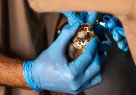 Identificación de los ejemplares de tortugas mediante un microchip.