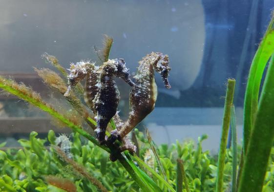 Tres ejemplares de caballito de hocico largo del Mar Menor, criados en cautividad en el Acuario de la UMU.