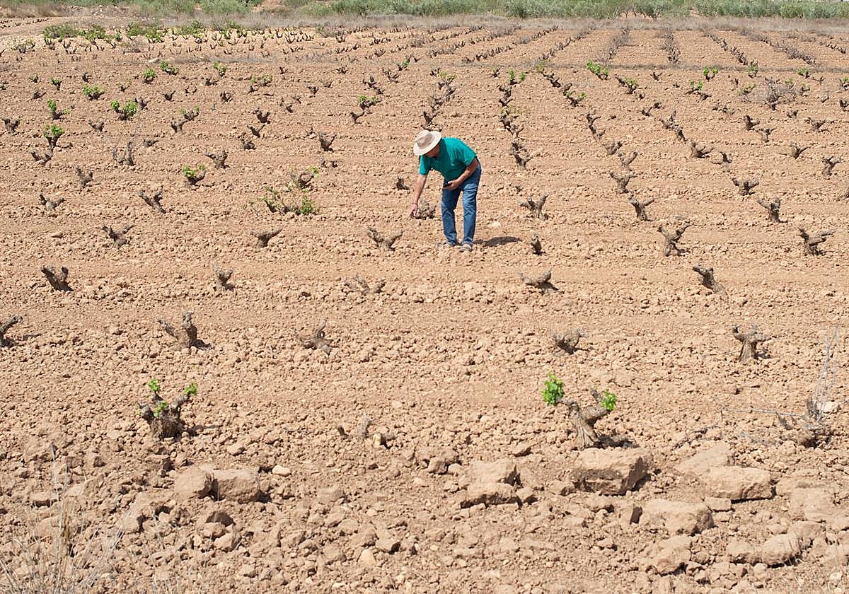 Cultivos de secano en Jumilla, en una foto de archivo.