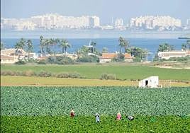 Varios jornaleros trabajan en cultivos junto al Mar Menor, en una imagen de archivo.