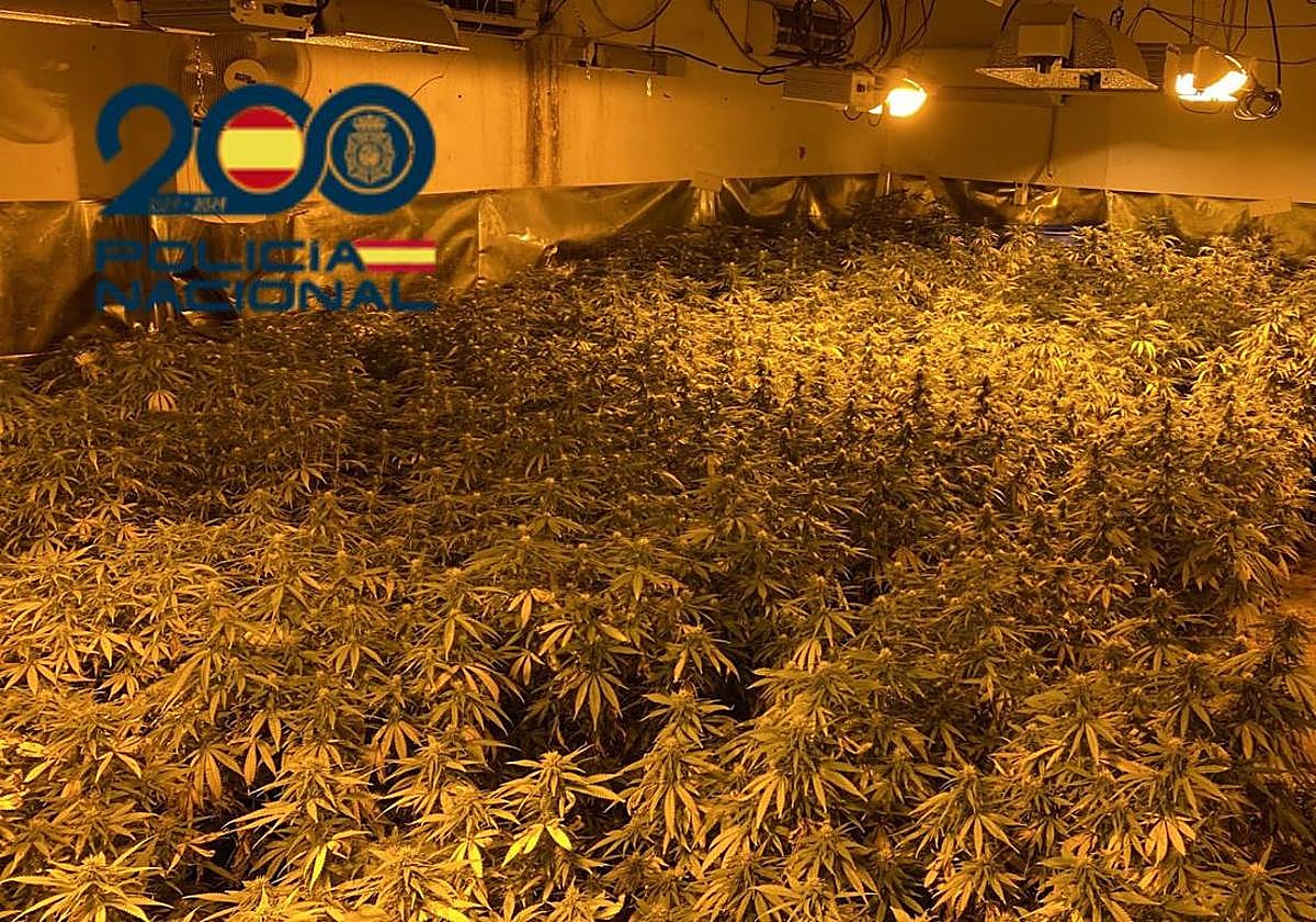 Plantación de marihuana encontrada en Orihuela.