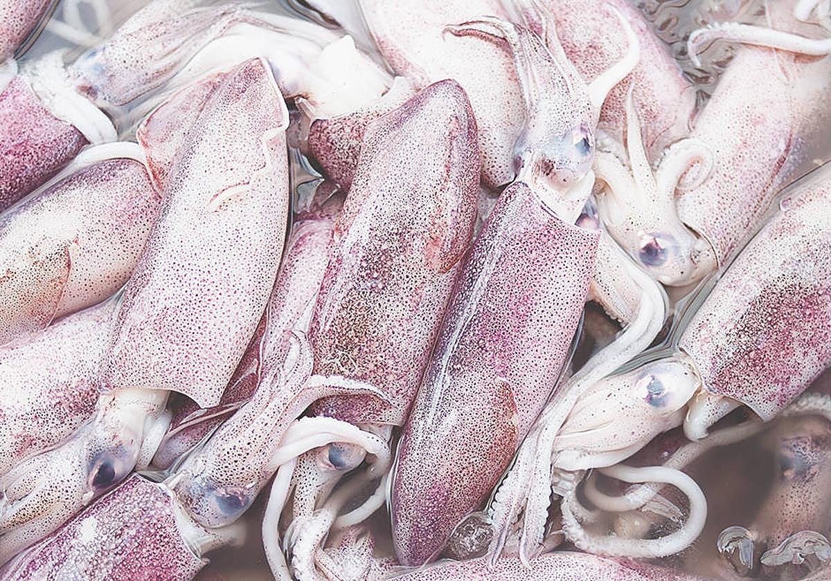 El calamar, el rey del chiringuito