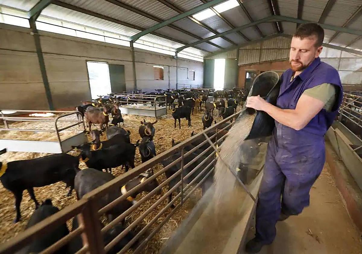 Un ganadero alimenta a decenas de cabras, en una imagen de archivo.