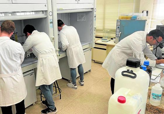 Especialistas del Grupo de Química Sintética de la Universidad de Murcia en el laboratorio.