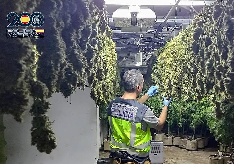 Una de las plantaciones encontradas.