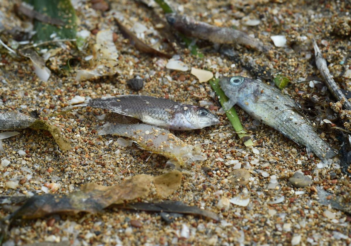 Peces muertos en el Mar Menor en agosto de 2021 en una imagen de archivo.