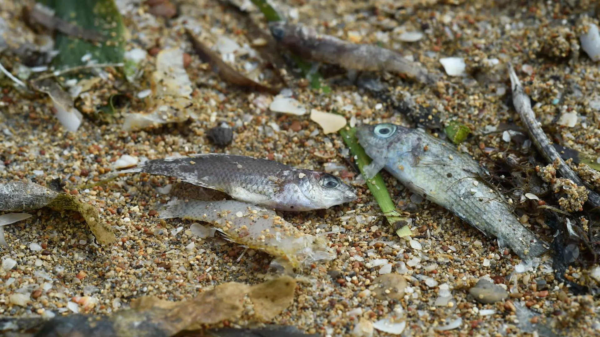 A study by UMU and UPCT links the 2021 fish death in the Mar Menor with a nitrate 'boom' |  The truth