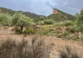Antiguo olivar de la finca lorquina La Quinquilla, en la red de la Asociación para la Custodia del Territorio (Acude), con el Cejo de los Enamorados al fondo.