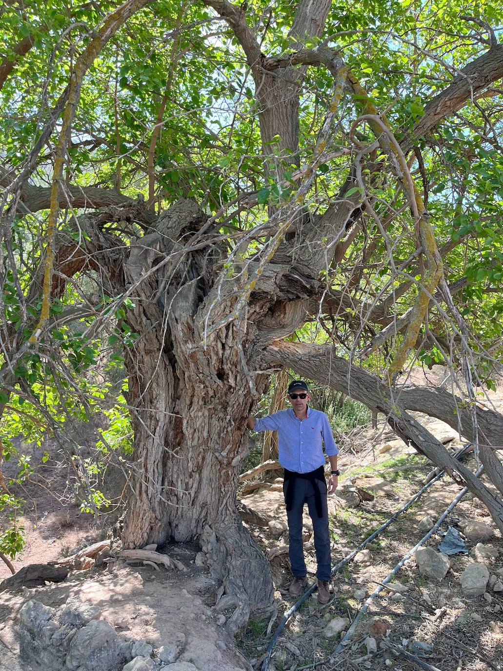 El propietario, Alberto Gil-Barnés, junto a una morera añosa