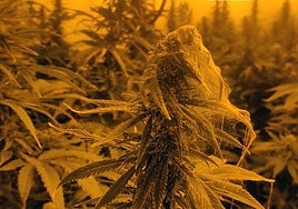 Una de las plantaciones de marihuana intervenida.