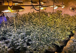 El invernadero de marihuana encontrado en la operación policial.