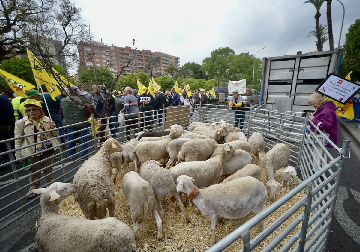 La protesta de agricultores y ganaderos de las zonas de secano ante la Delegación del Gobierno, en imágenes