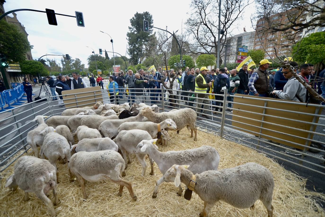 La protesta de agricultores y ganaderos de las zonas de secano ante la Delegación del Gobierno, en imágenes