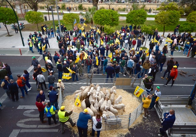 Una treintena de corderos de Caravaca de la Cruz, en un corral este lunes frente a la Delegación.