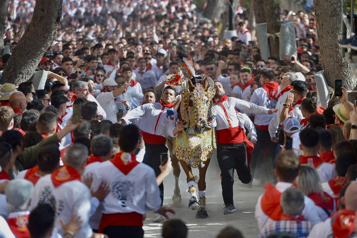 La carrera de los Caballos del Vino, en imágenes