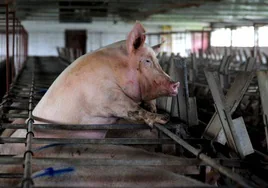 Un cerdo se asoma entre los barrotes de su jaula, en una explotación ganadera.