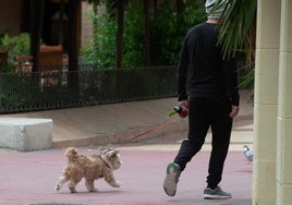 Un hombre pasea a su perro en una imagen de archivo.