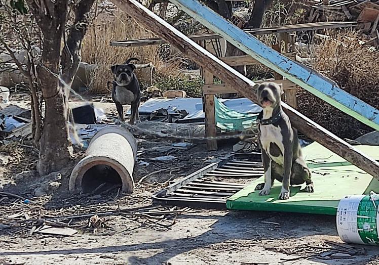 Los dos perros se encontraban atados en condiciones insalubres.