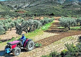 La silenciosa agonía de las oliveras