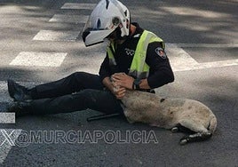 Rescatan en la Avenida de la Fama a una oveja que deambulaba por las calles de Murcia.