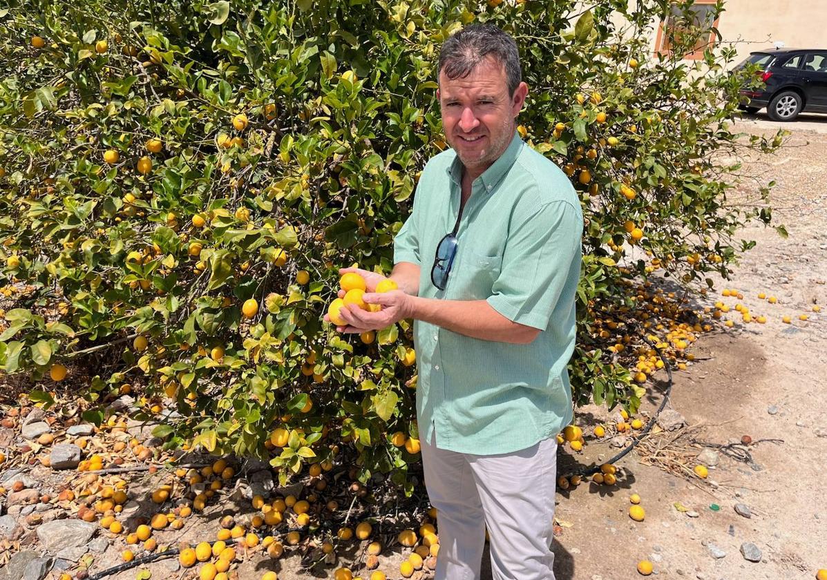 Juan José Martínez, productor de La Costera (Alhama de Murcia), muestra los limones en su finca.