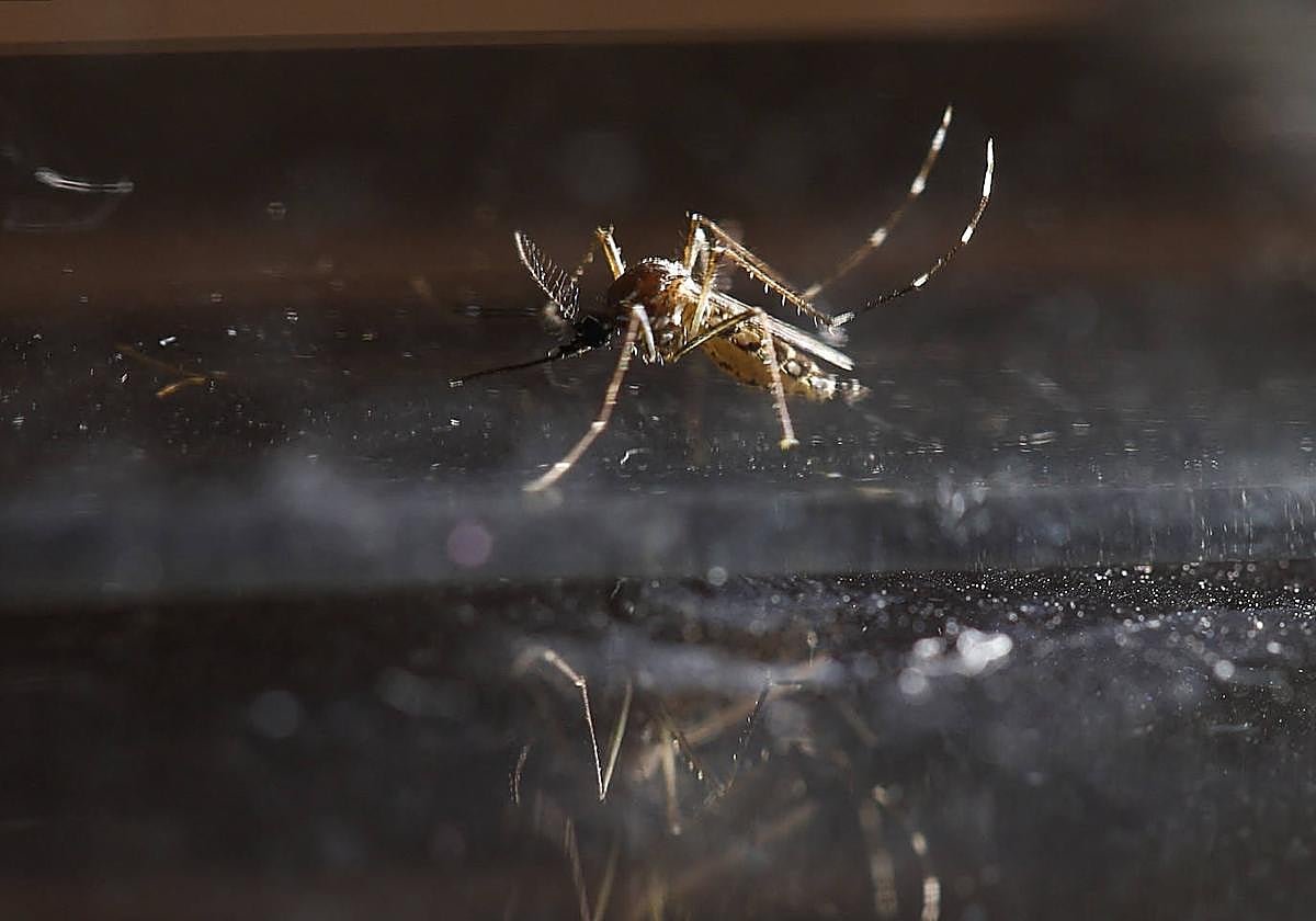 Imagen de archivo de un mosquito.