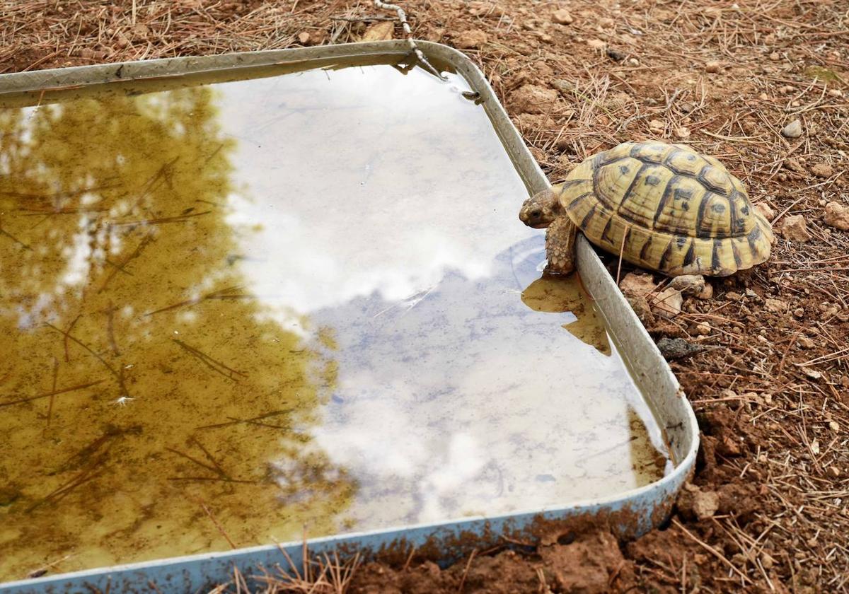 Imagen de archivo de una tortuga mora en el Centro de Recuperación de Fauna Silvestre.