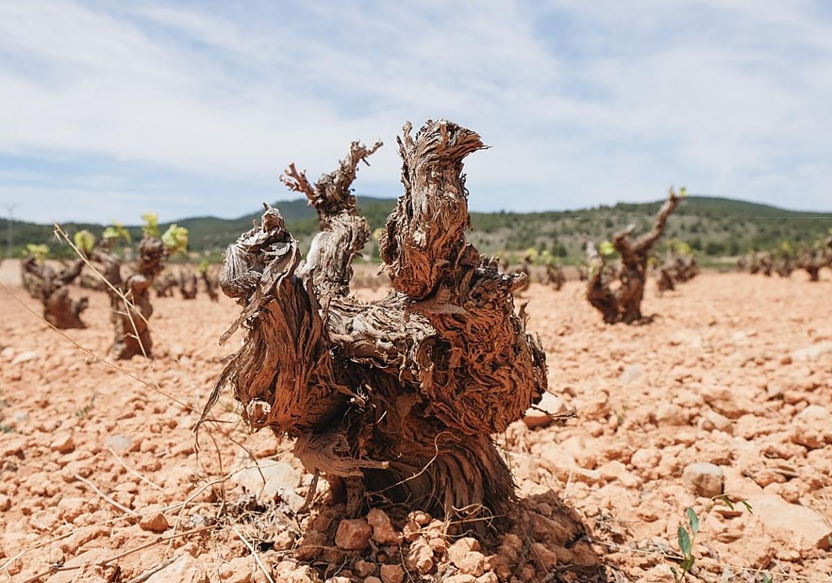 Cepas en la zona de Bullas afectadas de manera grave por la sequía.