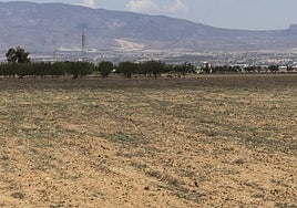 Finca de Las Palas, en Fuente Álamo, que ha pasado de regadío a secano.