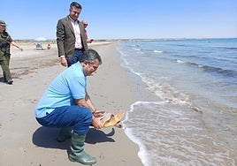 Vázquez procede a liberar la tortuga, ayer, en San Pedro del Pinatar.