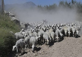 Un rebaño recorre un camino en Lorca.