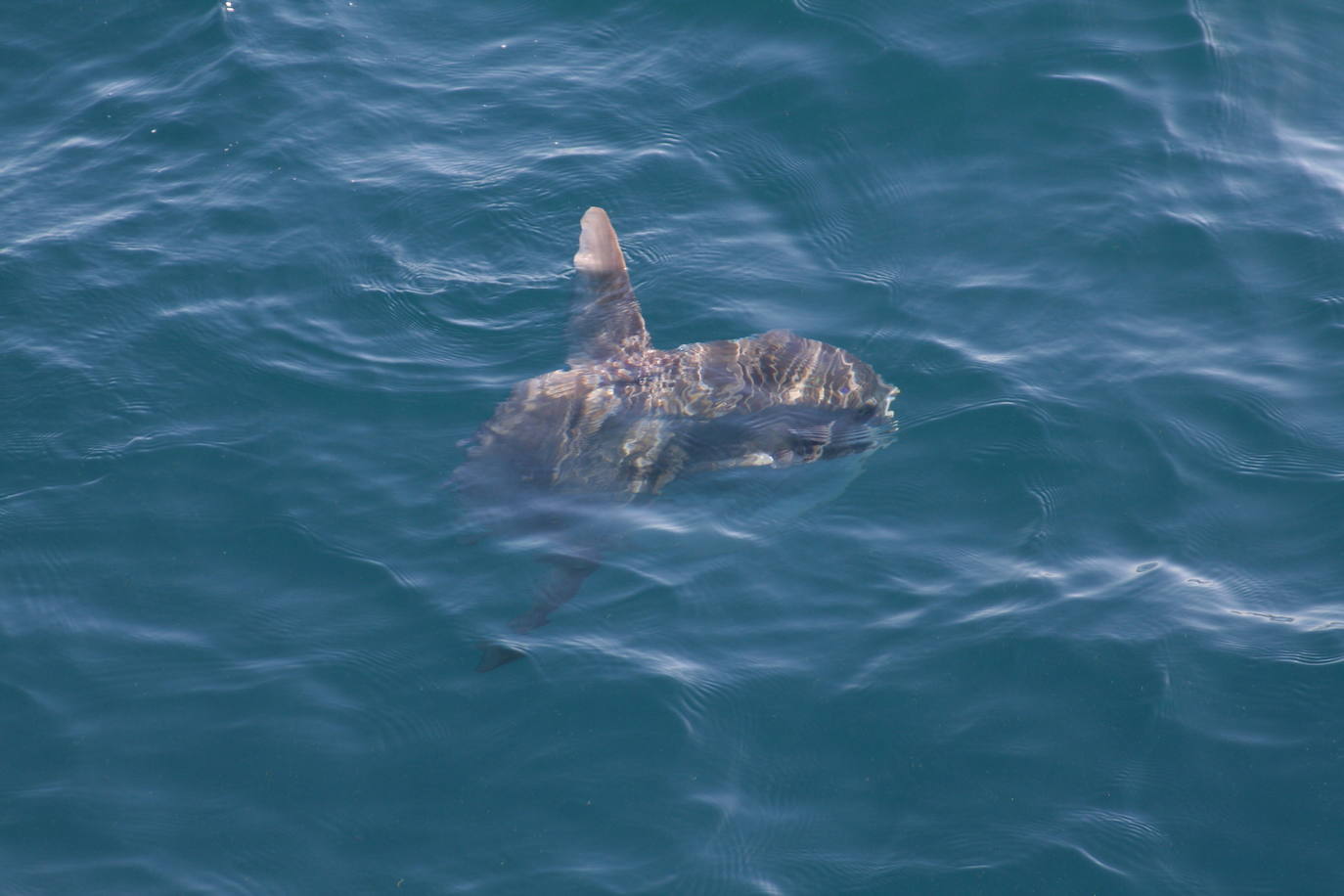 Ejemplar de pez luna fotografiado en agua del puerto de Cartagena.