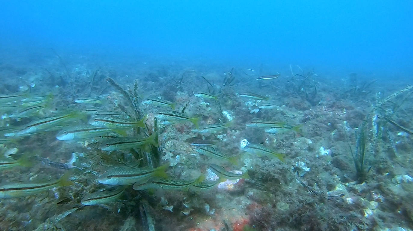 Zona reforestada con praderas de posidonia en el Tajo de los Cuervos y Cala Cortina.