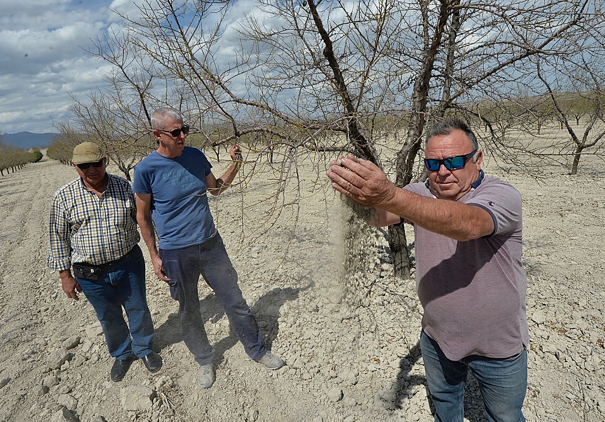 Los agricultores Miguel Pagán (dcha.), junto a Martín Moya y Pedro Castillo, en una finca de almendros entre Mula y Fuente Librilla afectada por la sequía.