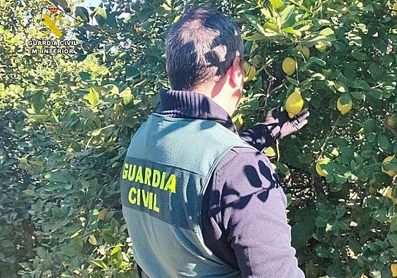 Imagen de archivo de un agente en una explotación agrícola.