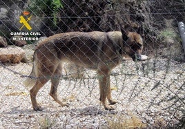 La Guardia Civil encuentra a un perro que maltrataban.