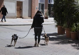 Una joven pasea dos perros por el centro de la ciudad, en una imagen de archivo.