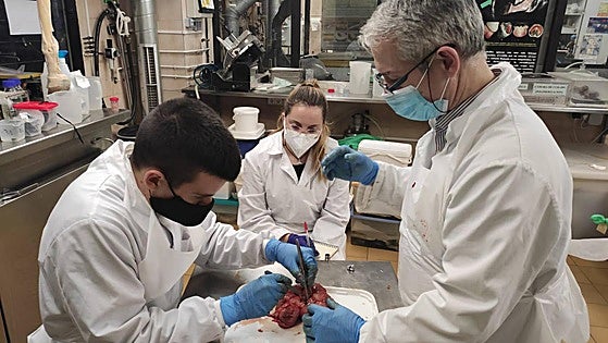 Científicos de la UMU detectan antibióticos en cetáceos por primera vez en el mundo