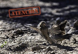 Por una Europa que no sea vencida