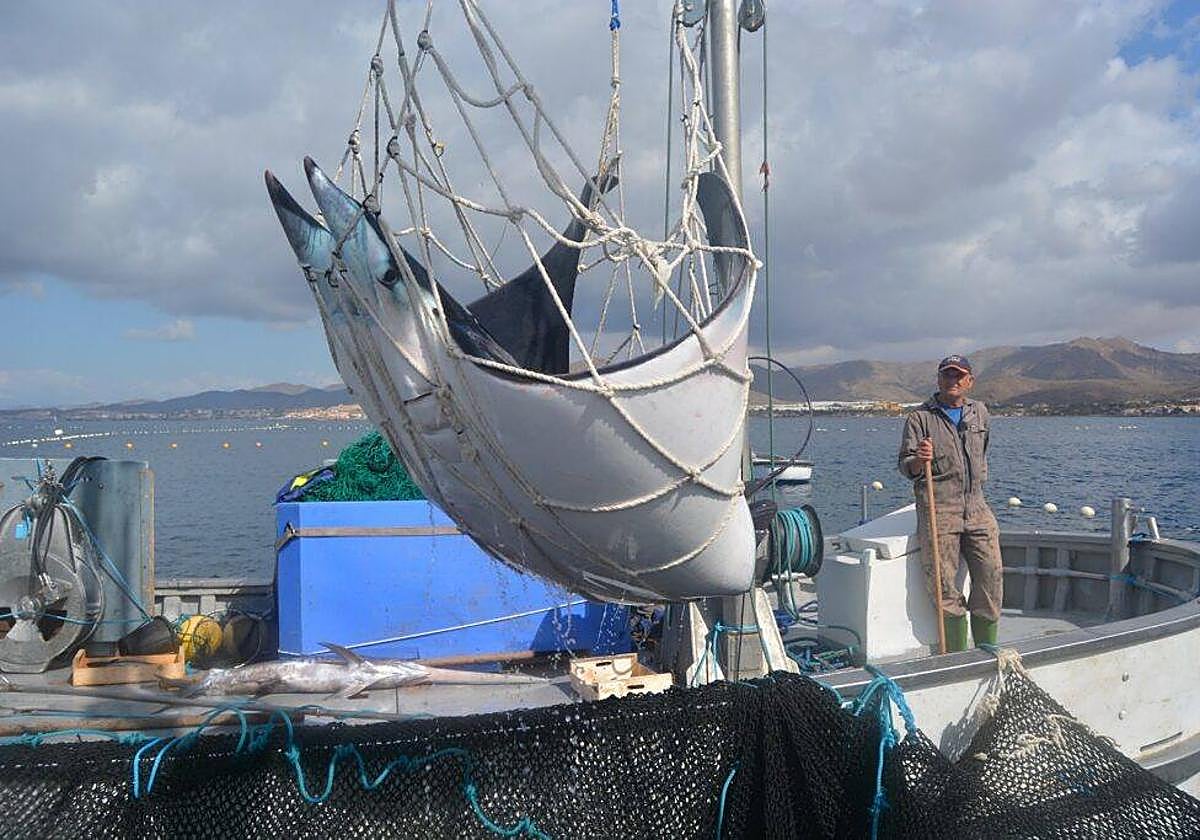 Liberación de las mantas.