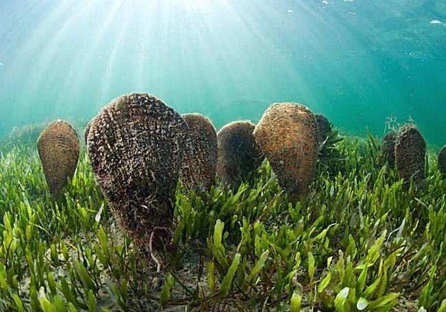 Nacras en el Mar Menor, en una fotografía de archivo.