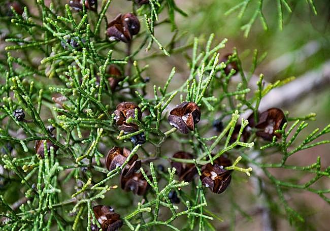 Ejemplar del ciprés cartagenero.
