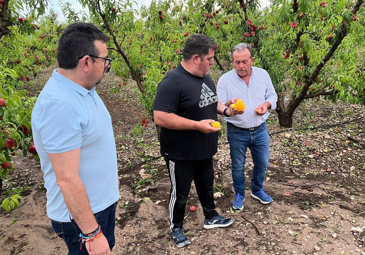 El alcalde de Cieza, Tomás Rubio (izq.), el presidente de Coag en la Vega Alta, Miguel Ángel Piñera, y el concejal de Agricultura y productor, Manuel Martínez.