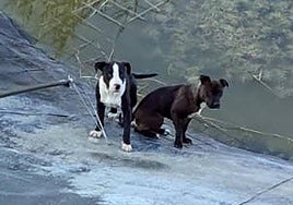 Los dos perros rescatados en Mula.