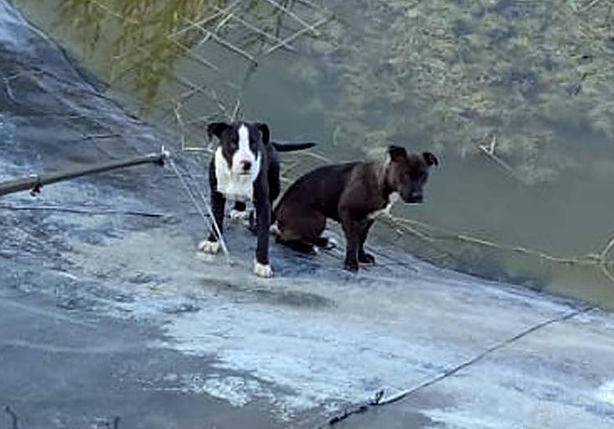 Los dos perros rescatados en Mula.