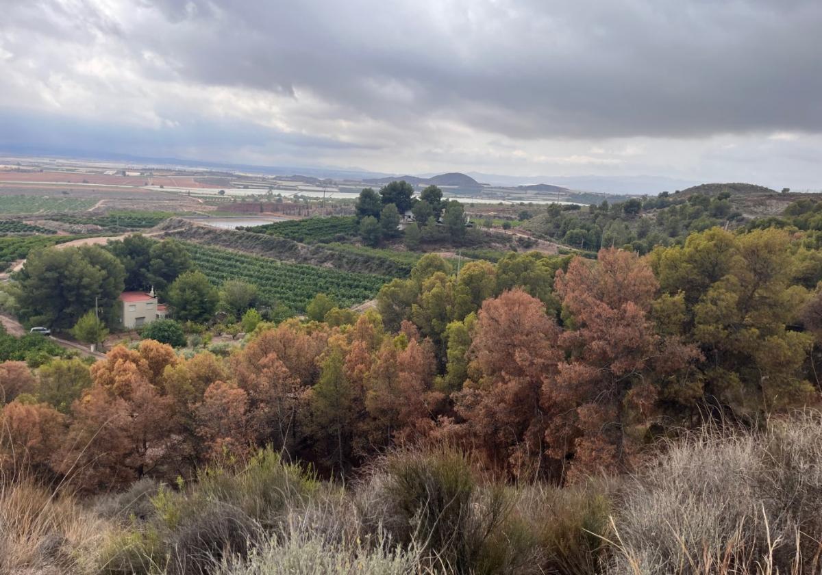 Más de 100.000 ejemplares de pino carrasco se secan en la Región por falta de lluvias